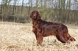 SETTER IRLANDAIS 407